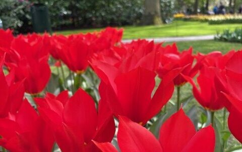 Wensambulance Oost Nederland Keukenhof Lisse (1)
