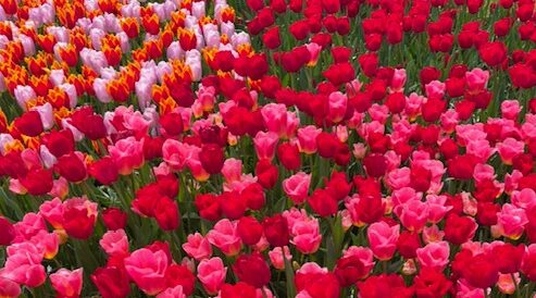 Wensambulance Oost Nederland Keukenhof Lisse (2)