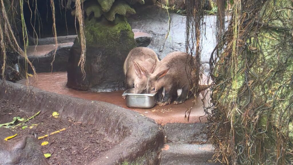 Wensambulance Oost Nederland Aardvarkens In Burgers Zoo (1)
