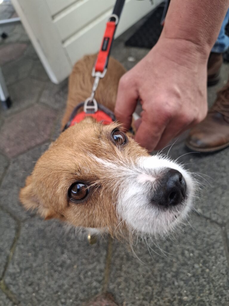 Wensambulance Oost Nederland- afscheid nemen van huis en hond Riva